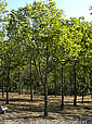 Azadirachta indica